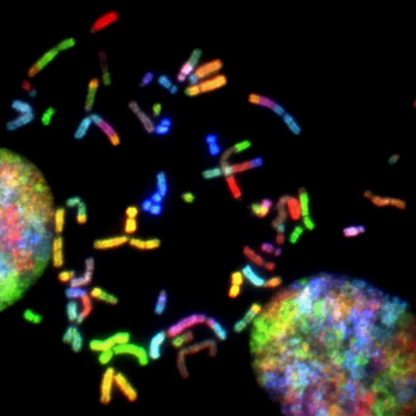 Прорыв в лечении ВЗК: ученые нашли главную причину воспаления кишечника