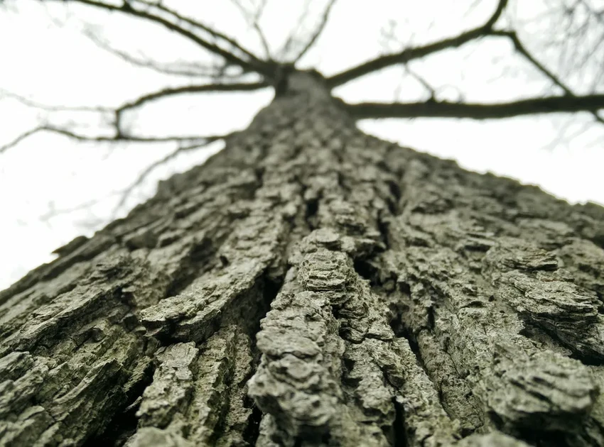 Погибшее дерево во дворе или лесу: почему его стоит оставить и когда убрать