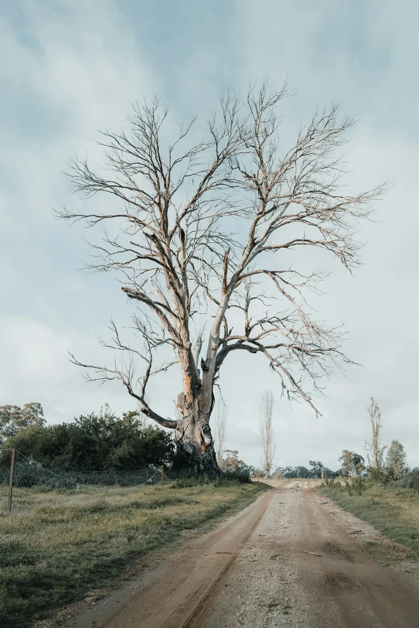 Погибшее дерево во дворе или лесу: почему его стоит оставить и когда убрать