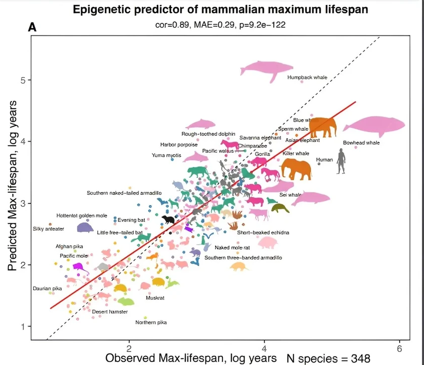 Как эпигенетические часы в ДНК предопределяют срок жизни человека и животных