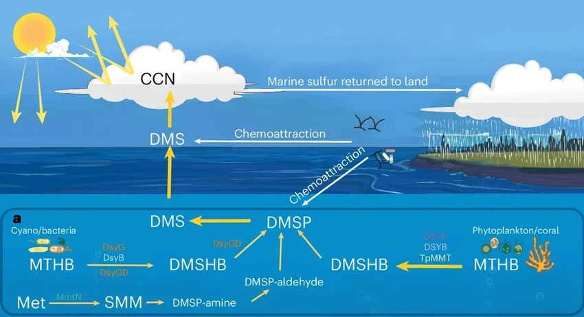 Тайные союзники климата: как водоросли создают облака над океаном