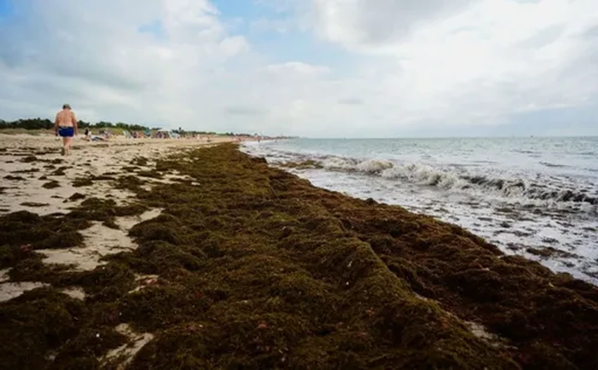 Тайные союзники климата: как водоросли создают облака над океаном