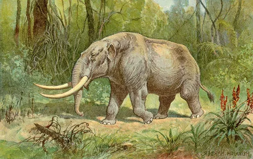 У побережья Флориды нашли гигантский бивень доисторического мастодонта