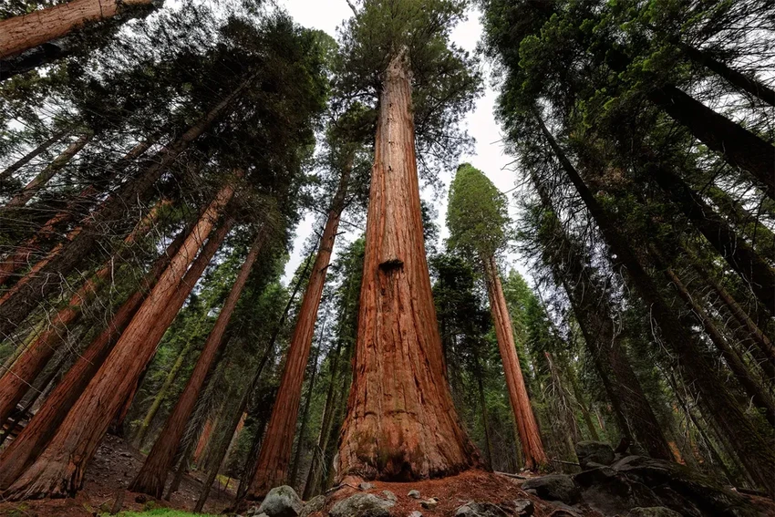 Будущее гитар: чем ламинат HPL заменяет традиционное дерево