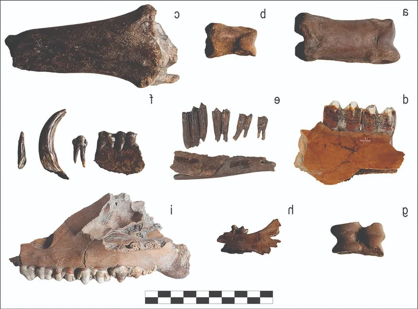 Первые фермеры разводили скот в Северной Европе более 6000 лет назад