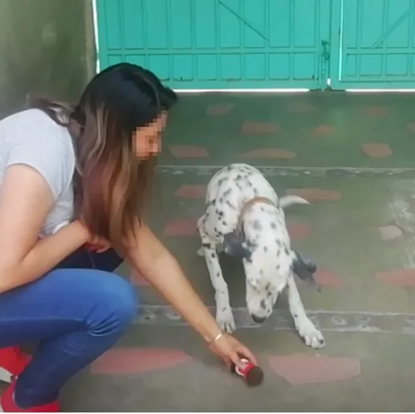 Расшифровка собачьего лая: как технологии учатся понимать животных