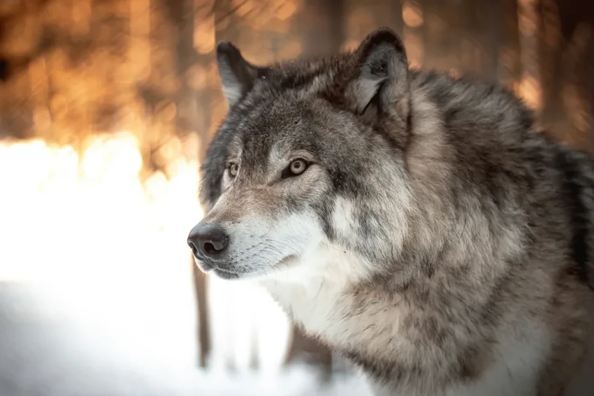 Выразительность волка и собаки: как селекция упростила язык мимики