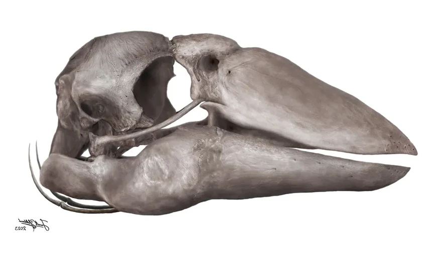 Обнаружен череп гигантской птицы: 230-килограммовый «гигагусь» из Австралии