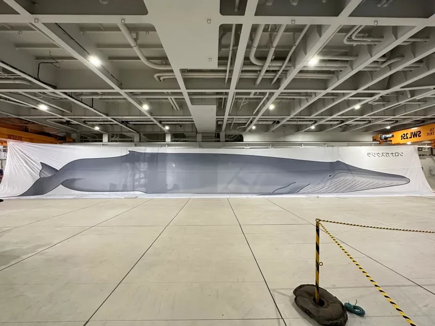 Новое судно для китобойного промысла в Японии: почему охота на китов продолжается