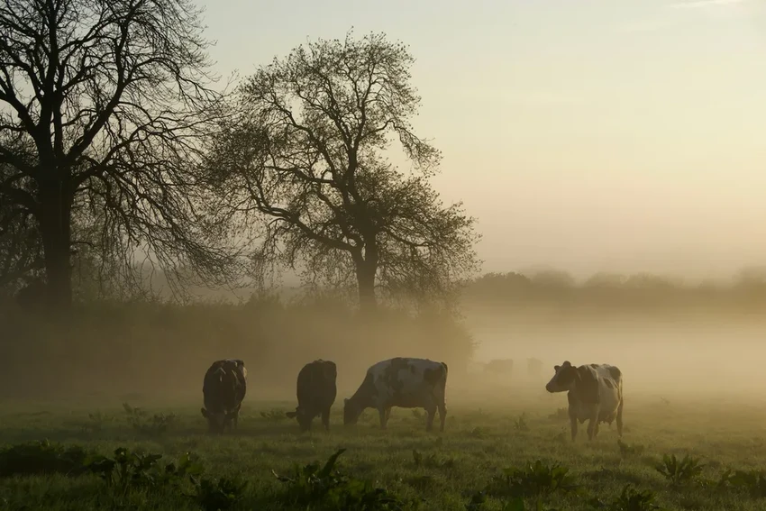 Новый случай птичьего гриппа в США: симптомы у человека изменились