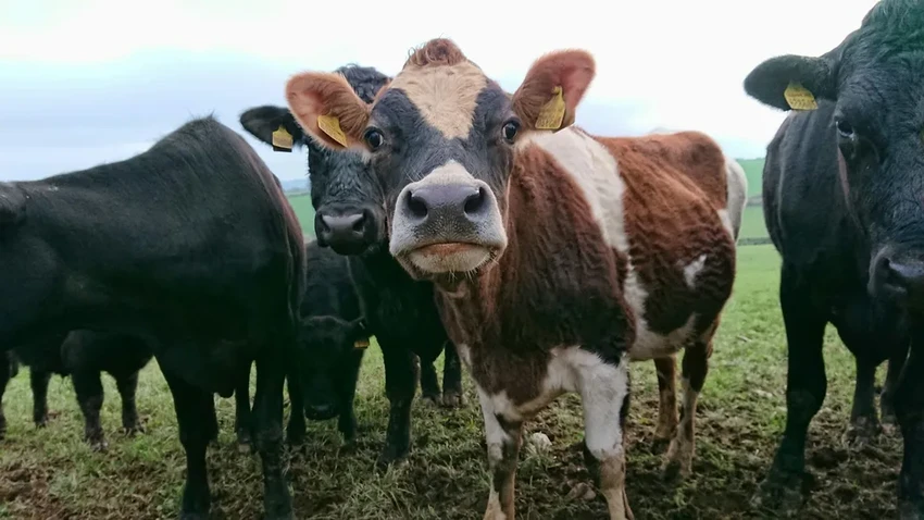 Новый случай птичьего гриппа в США: симптомы у человека изменились