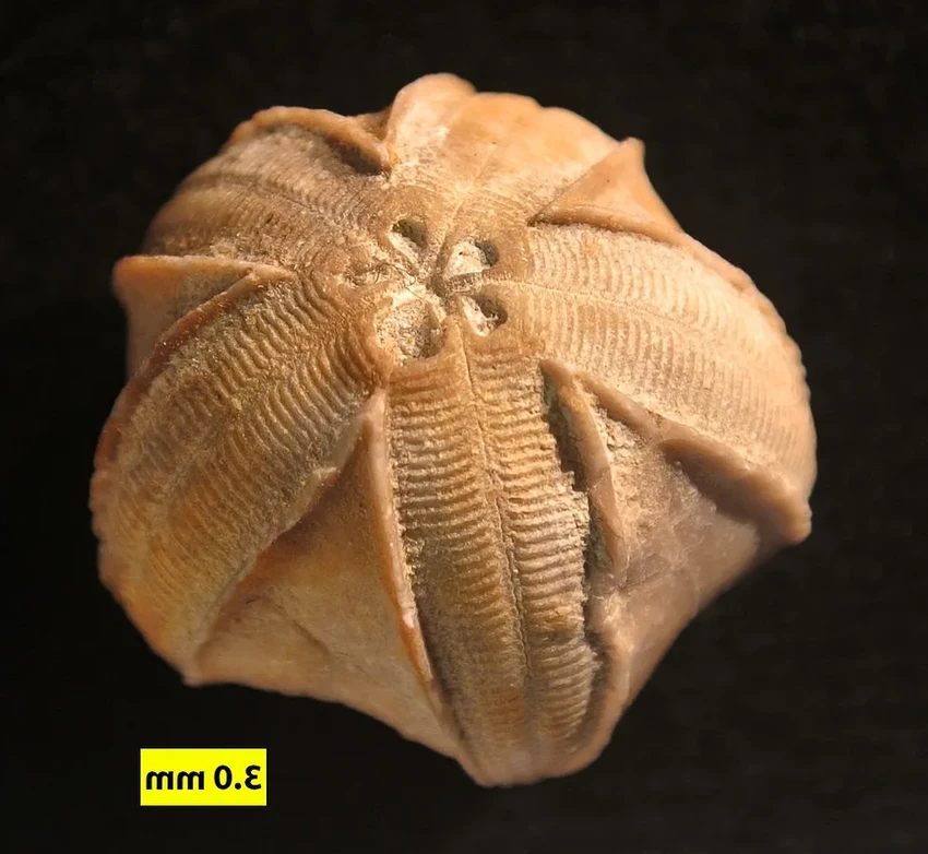 Строматолиты и мамонты: главные открытия недели об эволюции жизни