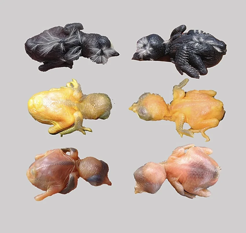 Вечная война кукушек и их жертв: как обман создаёт новые виды