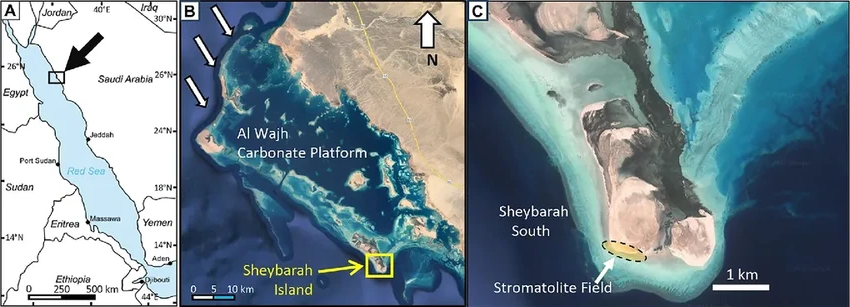 В Саудовской Аравии найдены древнейшие строматолиты — первые формы жизни на Земле