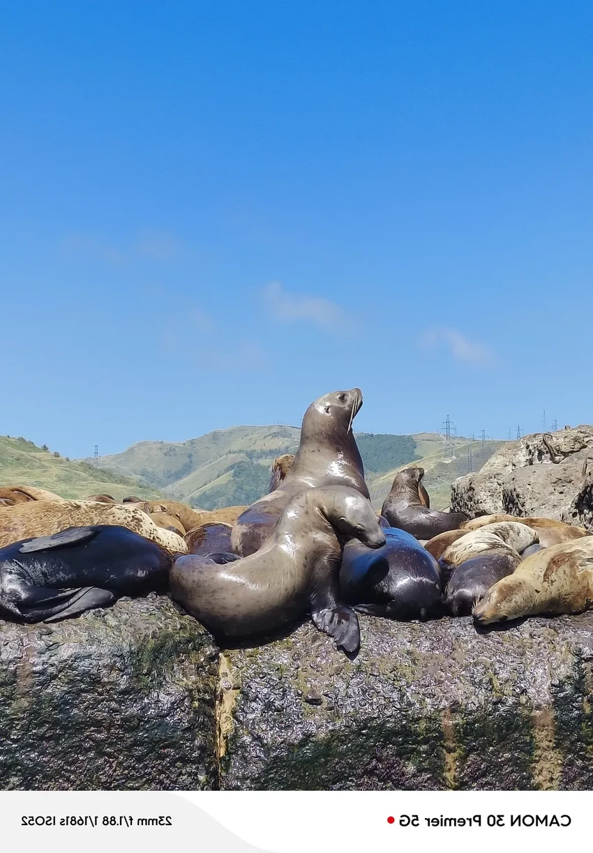 Тест камерофона на Сахалине: сивучи, маяк Анива и мыс Великан