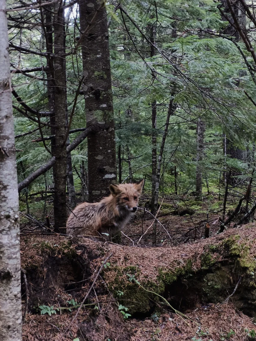 Тест камерофона на Сахалине: сивучи, маяк Анива и мыс Великан