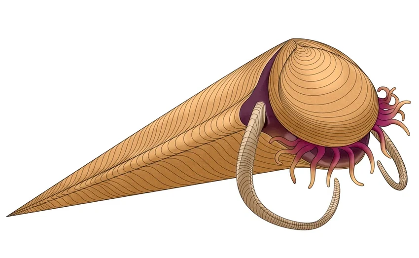 Тектоника плит: первое вымирание кембрийского периода