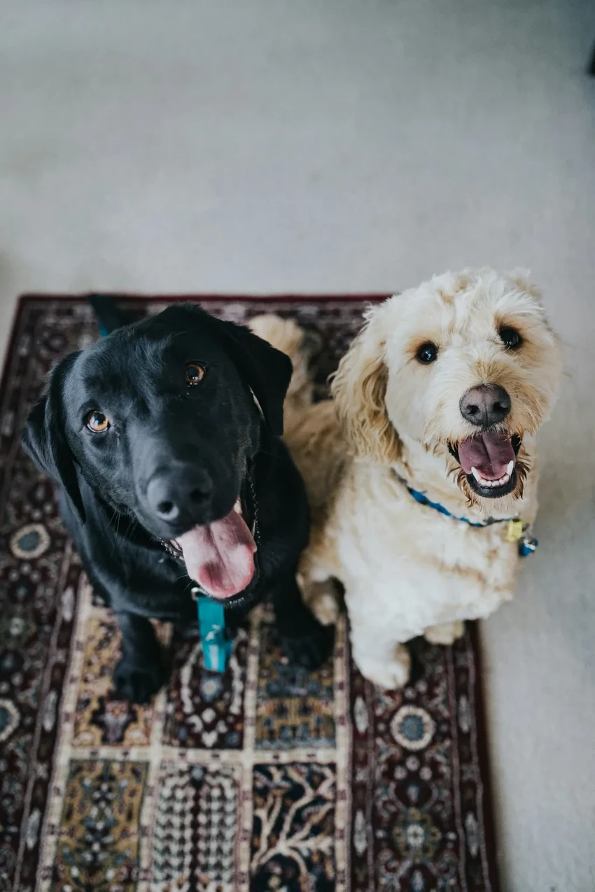 Приз в 10 миллионов долларов: кто создаст язык для общения с животными?