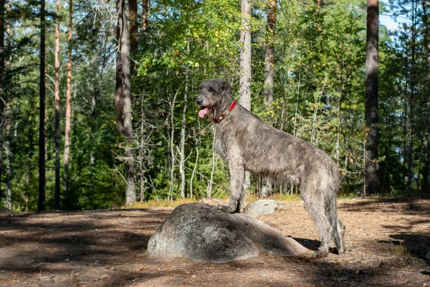 Кастрация собак: новое исследование о лучшем возрасте для разных пород