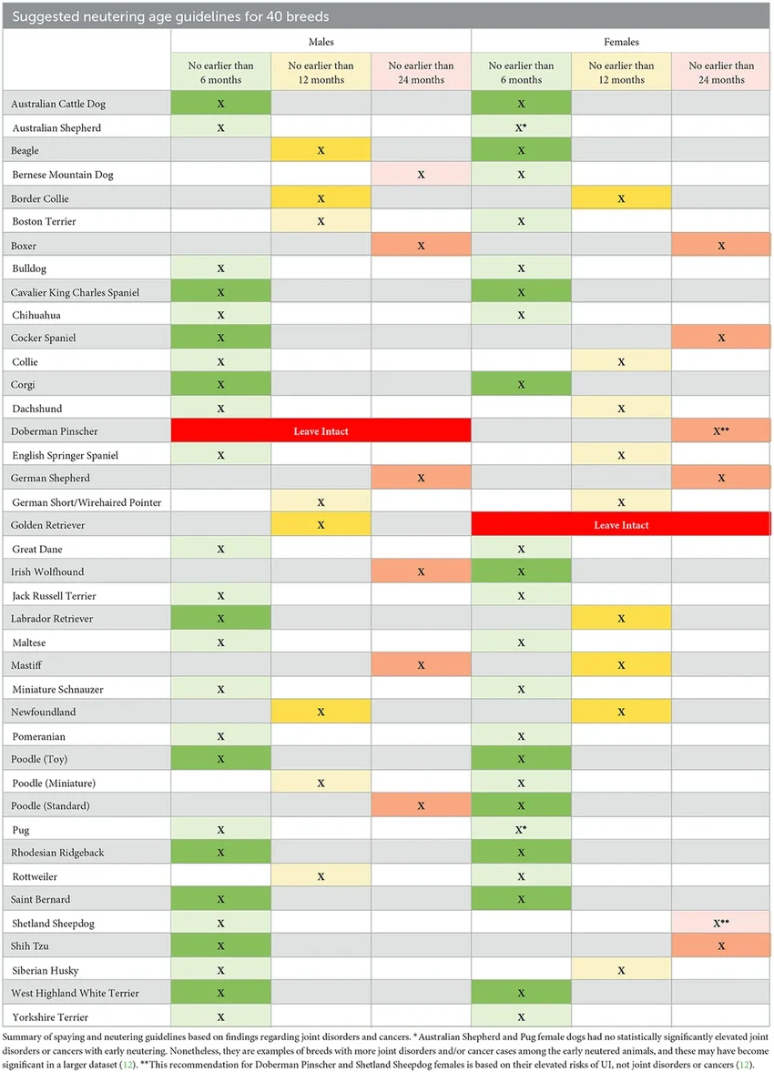 Кастрация собак: новое исследование о лучшем возрасте для разных пород