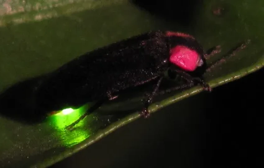 Как и зачем светятся светлячки: химия ночных огоньков