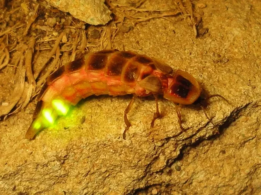 Как и зачем светятся светлячки: химия ночных огоньков