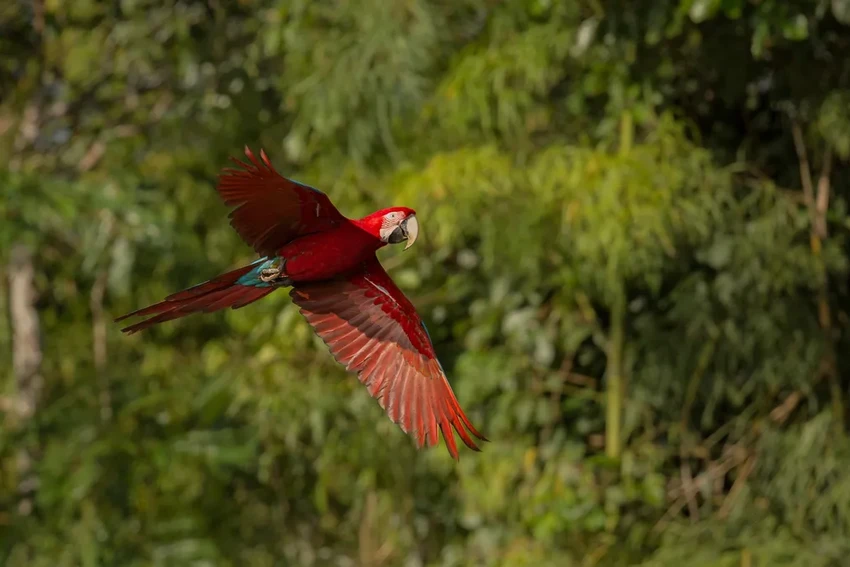 Ара в каньоне Чако: зачем индейцы пуэбло держали тропических попугаев