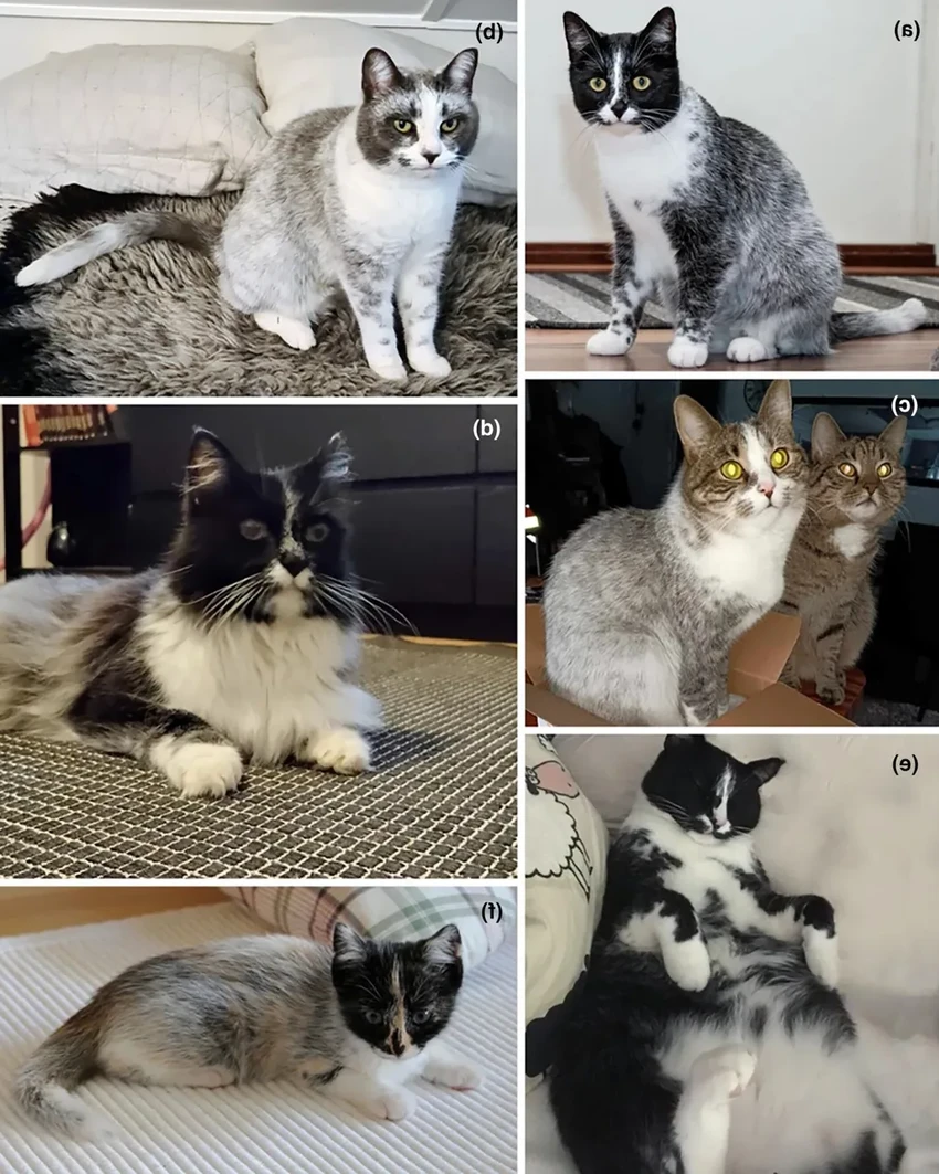 Секрет финских кошек-салмиак: найдена генетическая мутация