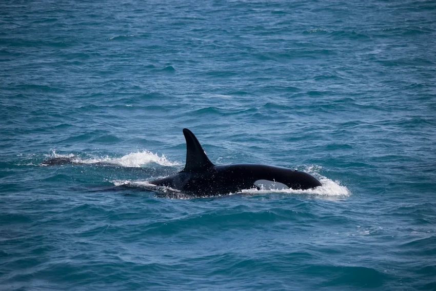 Разгадано поведение косаток: почему они атакуют яхты в Европе