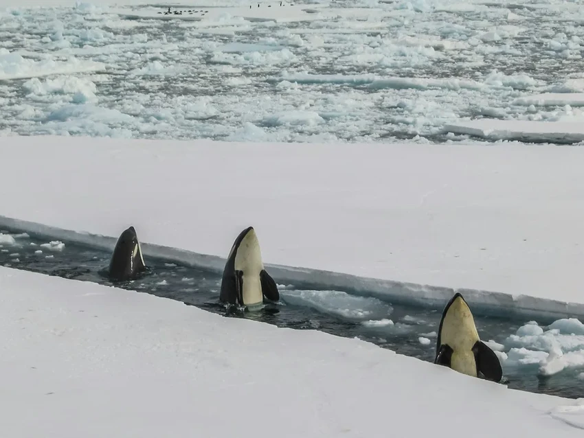 Разгадано поведение косаток: почему они атакуют яхты в Европе