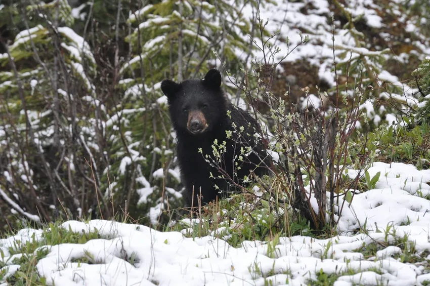 Семейное барбекю с медвежатиной в США привело к вспышке трихинеллёза