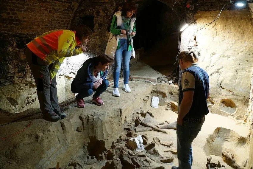 Три скелета мамонта найдены в вином погребе Австрии: уникальная находка