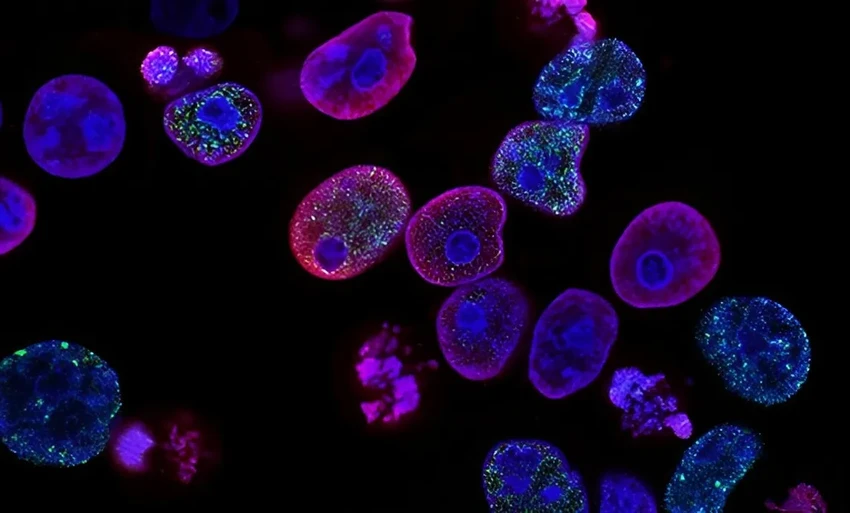 Онколитические вирусы: как патогены учат иммунитет бороться с раком