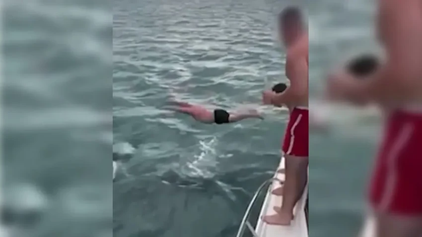 Новозеландец прыгнул на косатку и получил крупный штраф от властей