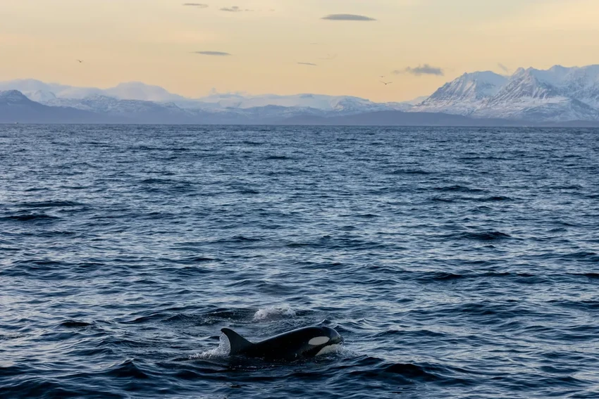 Новозеландец прыгнул на косатку и получил крупный штраф от властей