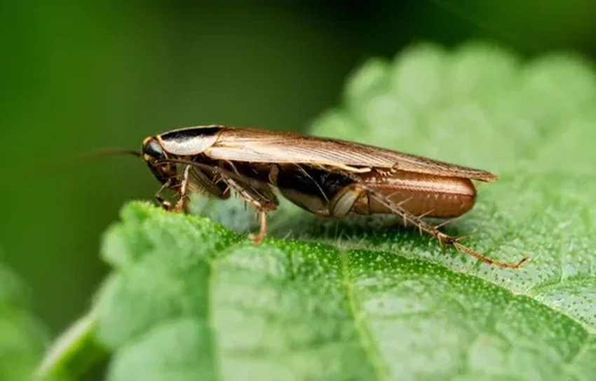 Немецкий таракан: как он обманул всех и захватил мир