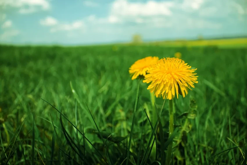 Одуванчик — не сорняк: 5 удивительных рецептов из золотых цветов