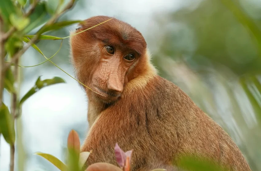 Ученые выяснили, зачем носачам на Борнео такие огромные носы