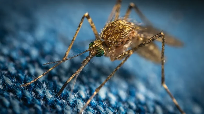 Комаров привлекает красный и черный: какие цвета одежды стоит избегать летом