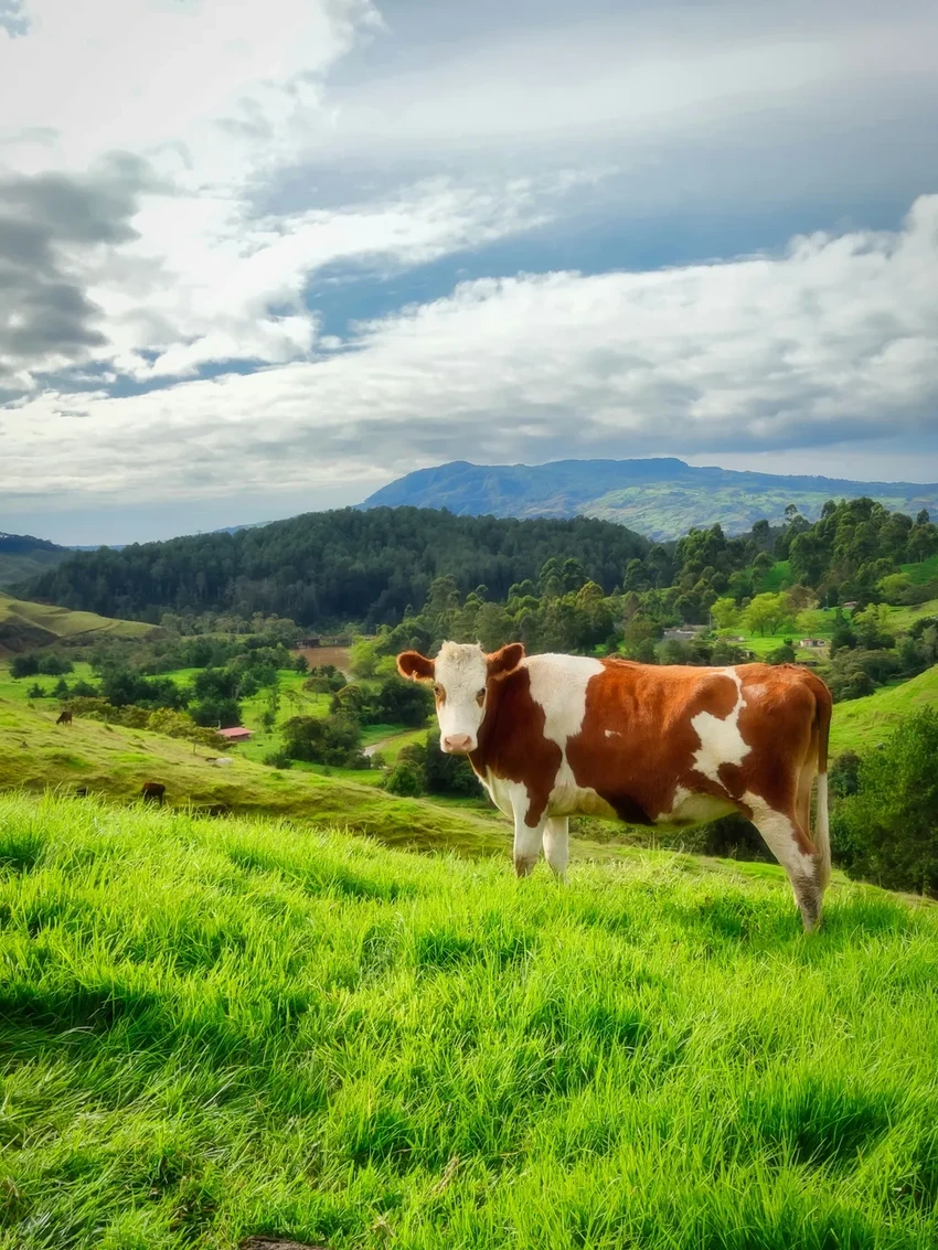 Терапия с коровами: почему женщины нравятся им больше для снятия стресса