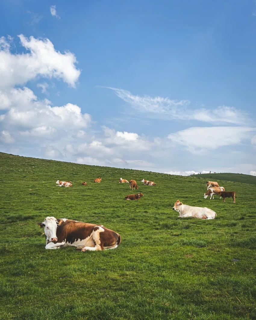 Терапия с коровами: почему женщины нравятся им больше для снятия стресса