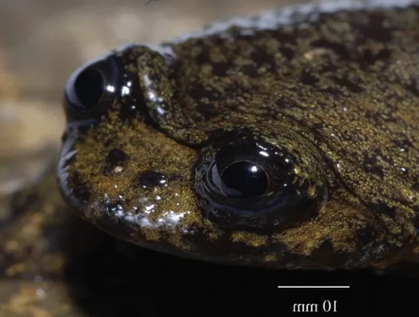 Загадка лягушки с Борнео: как крошечные легкие оставались невидимыми