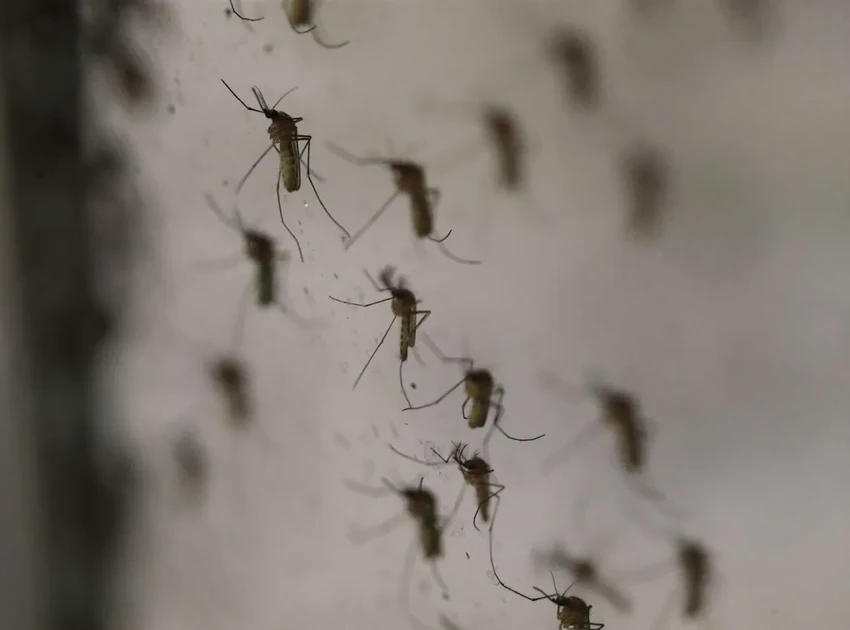 Как снять зуд от комариного укуса: простой рецепт с пищевой содой