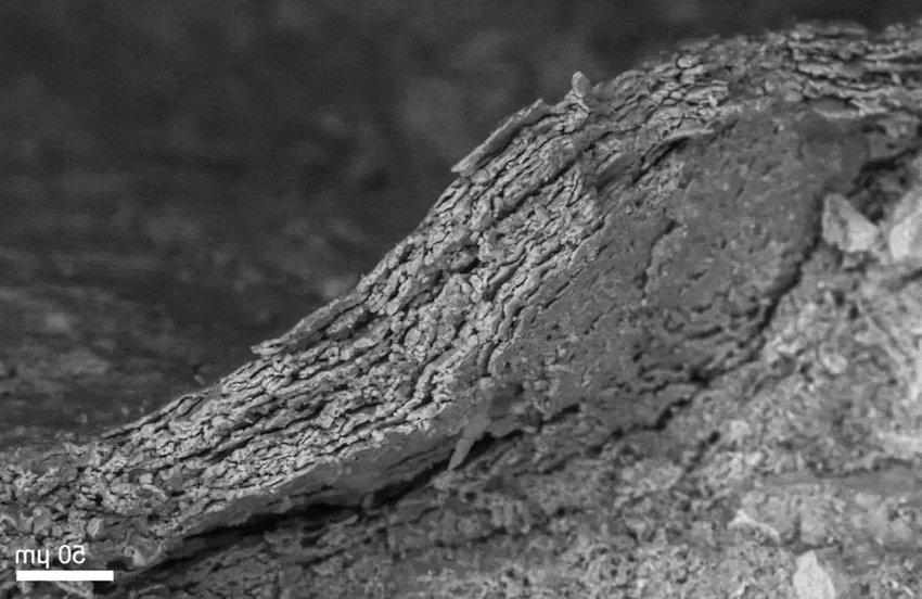 Уникальная находка: окаменелая кожа пситтакозавра с перьями и чешуёй