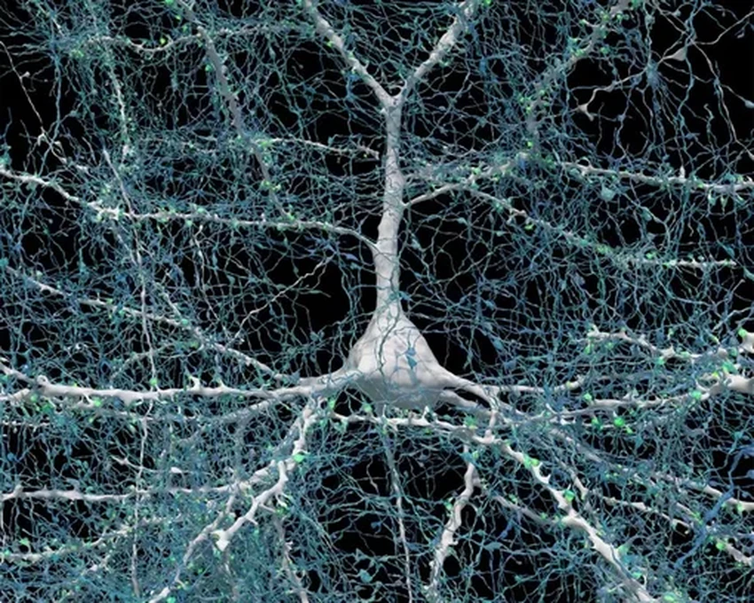 Самоорганизация мозга: как нейроны строят мысли без инструкций