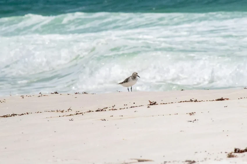 Какие микробы живут в пляжном песке: опасные бактерии и паразиты