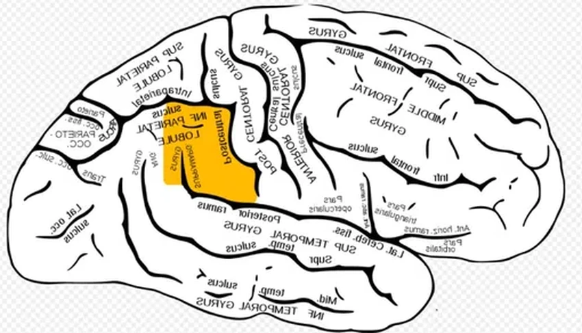 Ученые впервые расшифровали речь из мозга в режиме реального времени