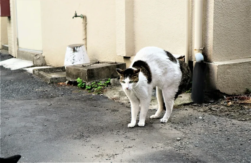 Как общаются животные: тайные языки феромонов, звуков и танцев