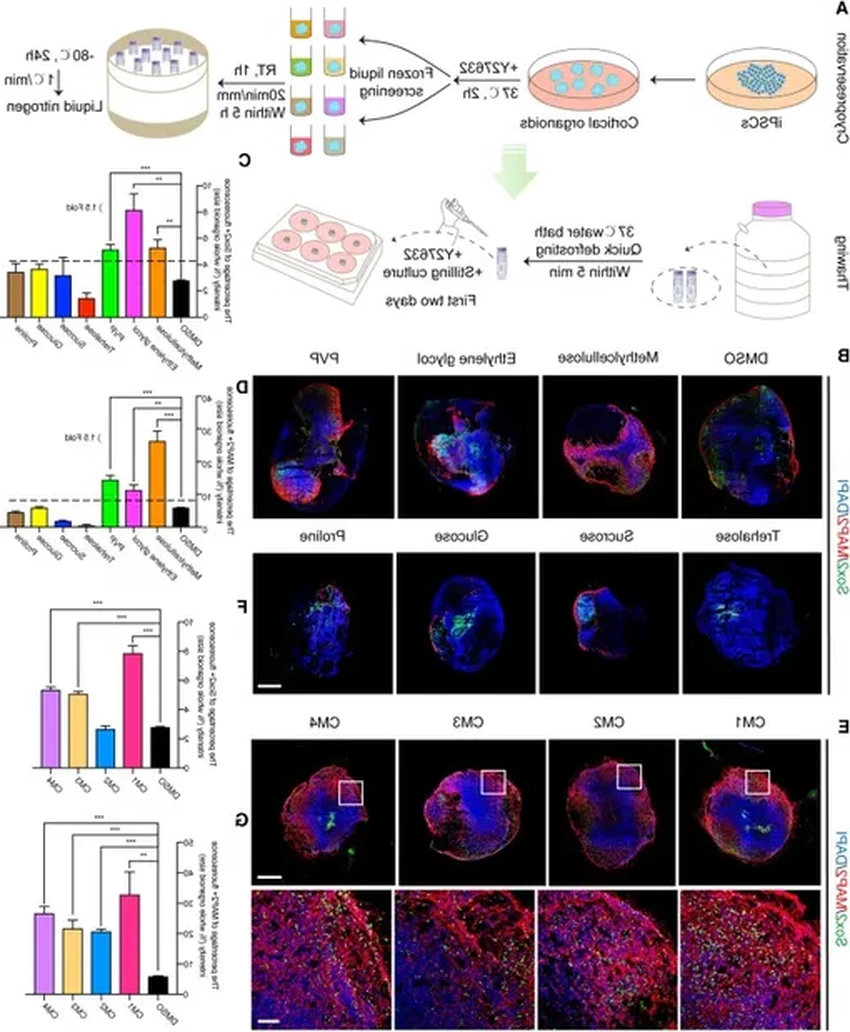 Прорыв в нейробиологии: ткань мозга успешно разморозили после 18 месяцев