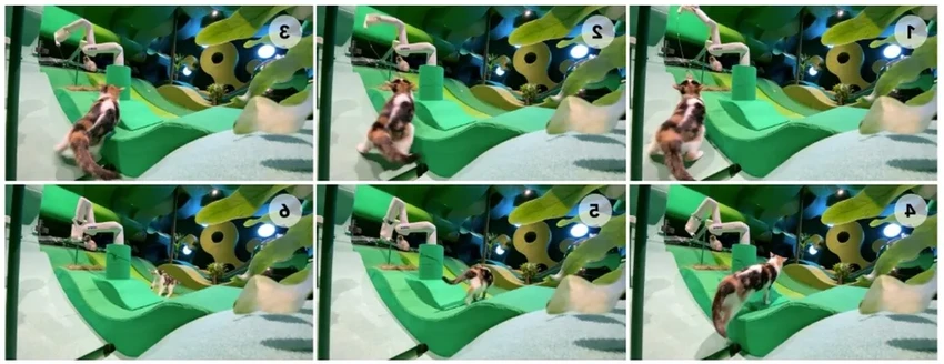 Доверить кошку роботу: каким должен быть идеальный «умный нянь»?